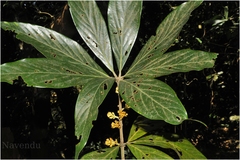 Actinodaphne bourdillonii